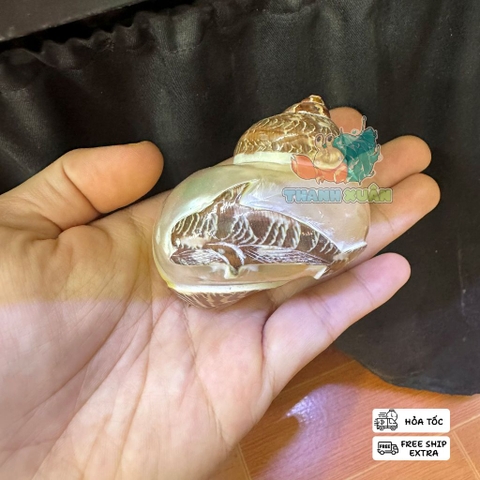 Vỏ ốc xà cừ hình cây dừa và cá heo