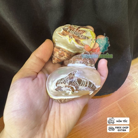 Vỏ ốc xà cừ hình cây dừa và cá heo