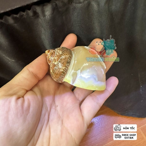 Vỏ ốc xà cừ hình cây dừa và cá heo