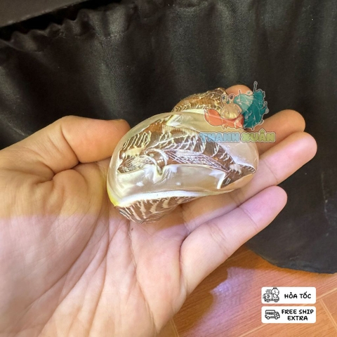 Vỏ ốc xà cừ hình cây dừa và cá heo