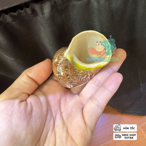 Vỏ ốc xà cừ hình cây dừa và cá heo