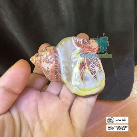 Vỏ ốc xà cừ hình cây dừa và cá heo