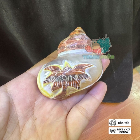 Vỏ ốc xà cừ hình cây dừa và cá heo