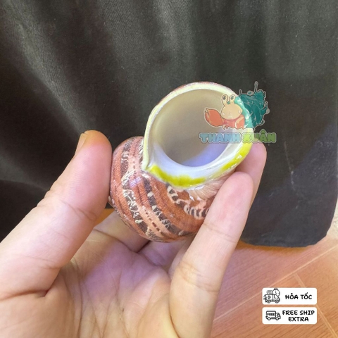 Vỏ ốc xà cừ hình cây dừa và cá heo