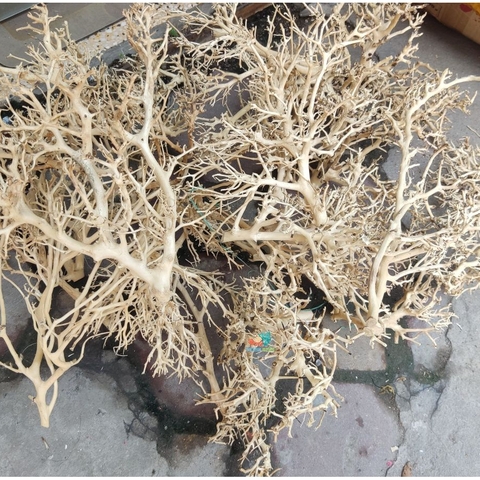 LŨA XƯƠNG CHÙM nhánh ngẫu nhiên trang trí bể nuôi Ốc Mượn Hồn và trang trí bể thủy sinh