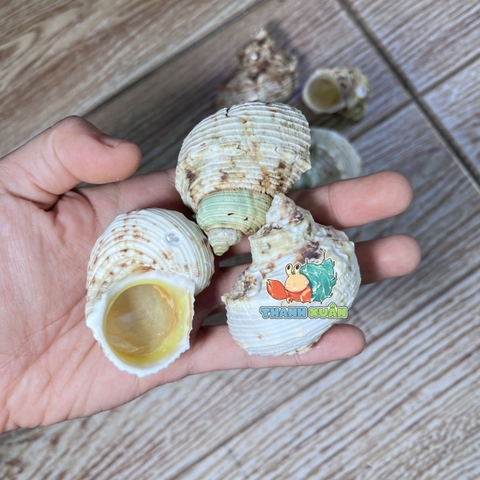 Bản sao của Vỏ Mặt Trăng Vàng