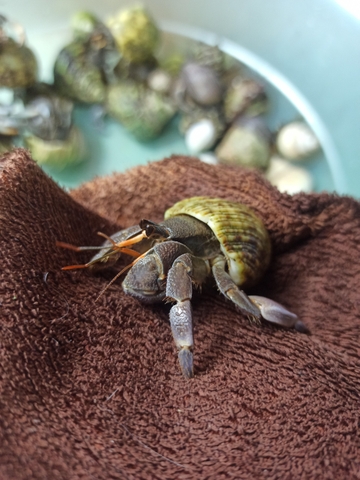 Ốc mượn hồn RUGO xinh xắn