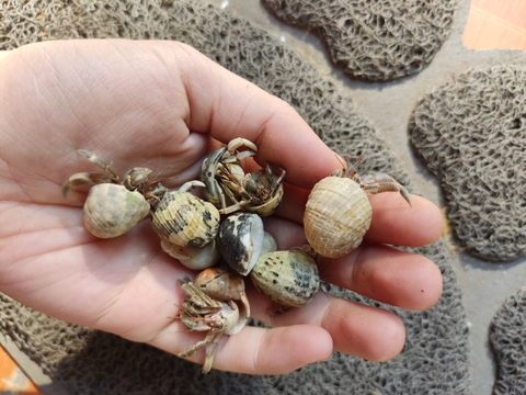 Ốc Mượn Hồn Rugo