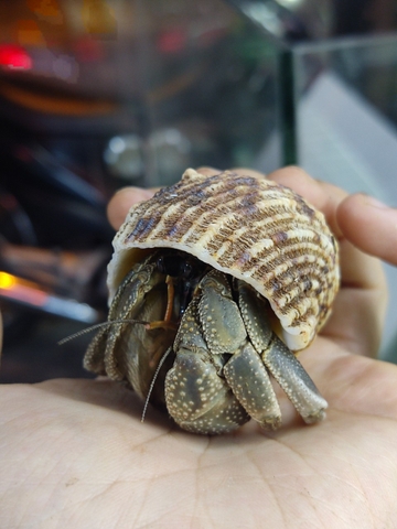 Ốc mượn hồn CAVIPES màu ngẫu nhiên