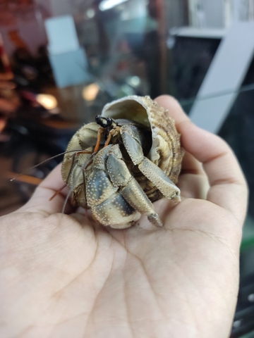 Ốc mượn hồn CAVIPES màu ngẫu nhiên