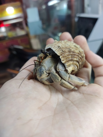 Ốc mượn hồn CAVIPES màu ngẫu nhiên