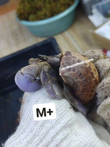 Ốc mượn hồn BREVIMANUS (màu ngẫu nhiên)