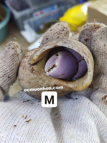 Ốc mượn hồn BREVIMANUS (màu ngẫu nhiên)