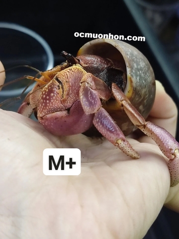 Ốc mượn hồn BREVIMANUS (màu ngẫu nhiên)