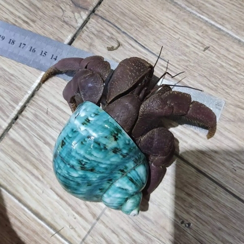 Ốc mượn hồn BREVIMANUS size KHỔNG LỒ