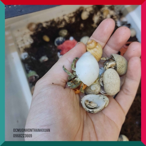 Sỉ ốc mượn hồn mini nhiều màu