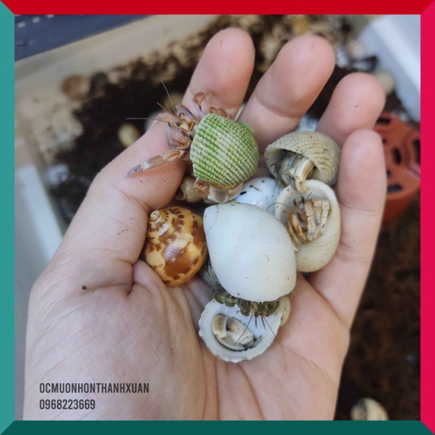 Combo 20 RUGO ALBINO tặng 10 nhiều màu