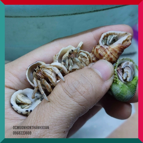 Sỉ ốc mượn hồn mini nhiều màu