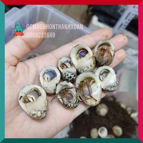 Ốc mượn hồn BREVIMANUS (màu ngẫu nhiên)