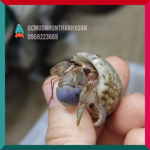 Ốc mượn hồn BREVIMANUS (màu ngẫu nhiên)