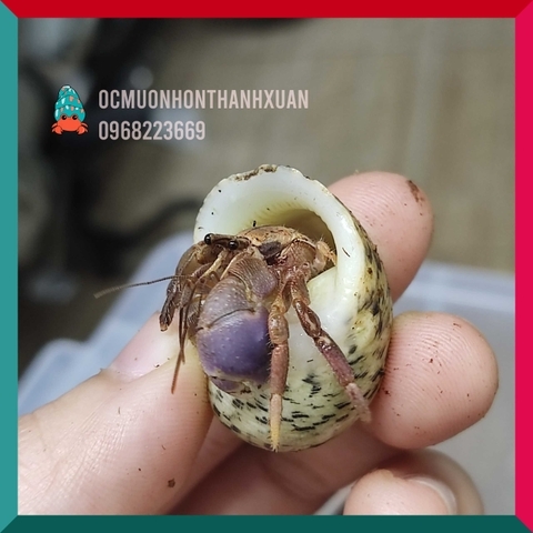 Ốc mượn hồn BREVIMANUS (màu ngẫu nhiên)