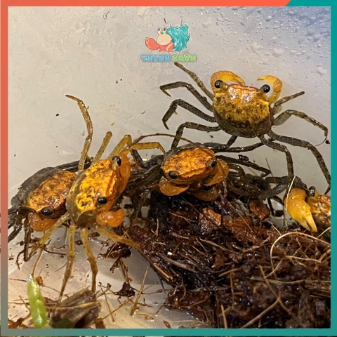 Cua Vampire - Cua ma cà rồng Krathing