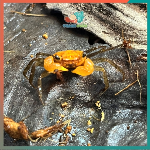 Cua Vampire - Cua ma cà rồng Krathing