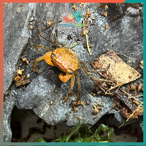 Cua Vampire - Cua ma cà rồng Krathing