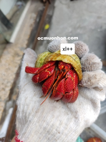 Ốc mượn hồn PERLATUS ĐỎ màu ngẫu nhiên