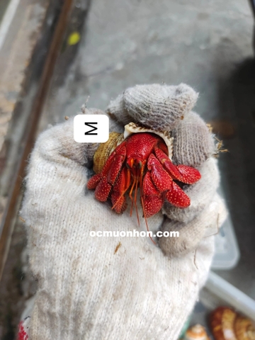 Ốc mượn hồn PERLATUS ĐỎ màu ngẫu nhiên