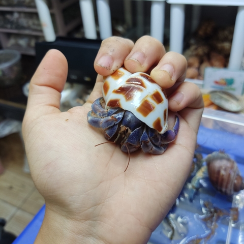 ỐC MƯỢN HỒN PUR