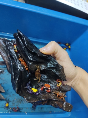 Cua vampire - black eye