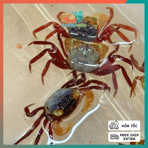 Cua cua ma cà rồng mini Mandarin - VAMPIRE CRAB