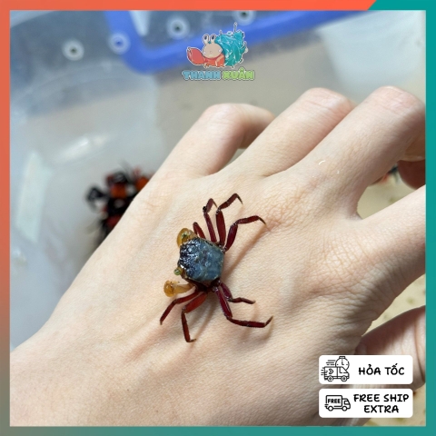 Cua cua ma cà rồng mini Mandarin - VAMPIRE CRAB