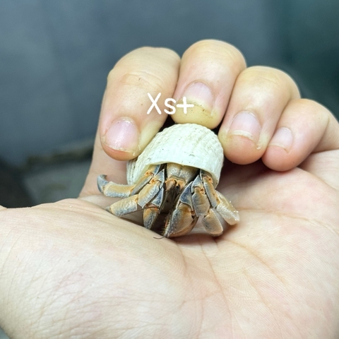 ỐC MƯỢN HỒN PUR