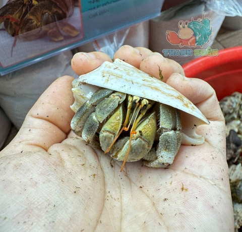 Ốc Mượn hồn Tiger lila nhiều màu