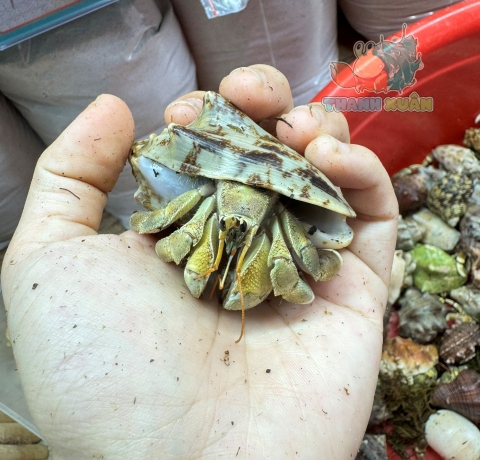 Ốc Mượn hồn Tiger lila nhiều màu