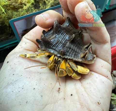 Ốc Mượn hồn Tiger lila nhiều màu