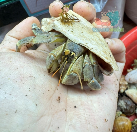 Ốc Mượn hồn Tiger lila nhiều màu