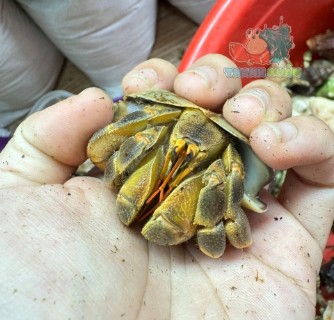 Ốc Mượn hồn Tiger lila nhiều màu