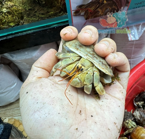 Ốc Mượn hồn Tiger lila nhiều màu