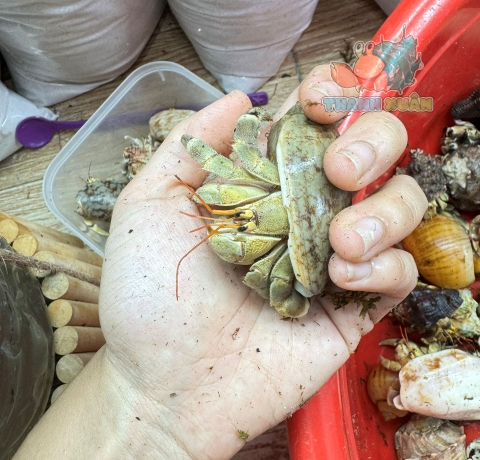 Ốc Mượn hồn Tiger lila nhiều màu