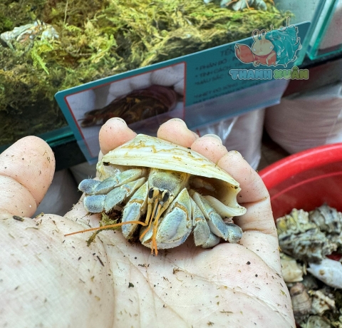 Ốc Mượn hồn Tiger lila nhiều màu