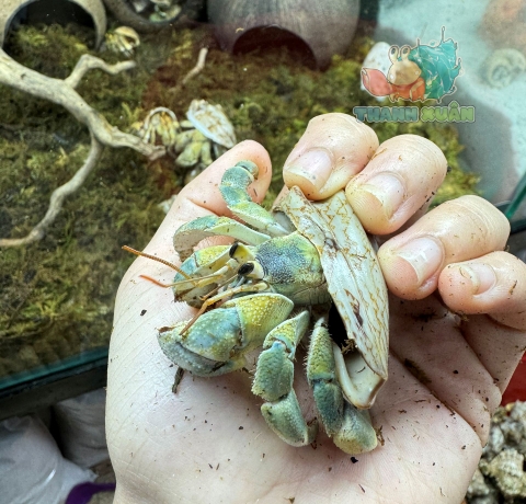 Ốc Mượn hồn Tiger lila nhiều màu