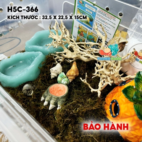 combo nuôi ốc mượn hồn size baby mã -HR5-330