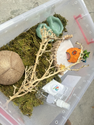 Combo nuôi ốc mượn hồn size baby xs s M dành co người mới  thùng 45cm - HN475