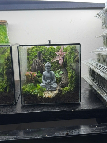 Workshop terrarium