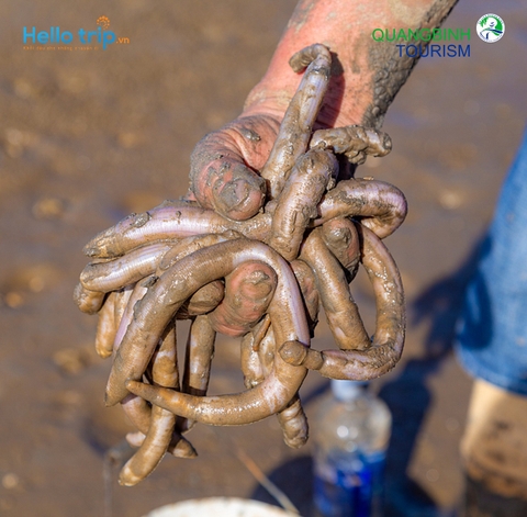 Đặc sản Quảng Bình - Sá Sùng Sông Gianh