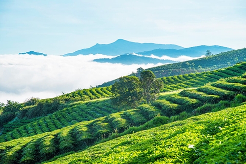30/4 Này Bạn Chưa Biết Đi Đâu? Lạc Lối Giữa "Đảo Chè" Thanh Chương Xanh Mướt Mát.