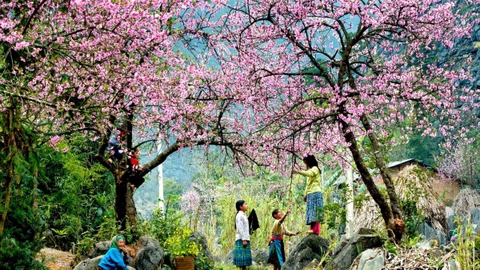 Tour du lịch Mộc Châu khởi hành từ Nghệ An, Hà Tĩnh